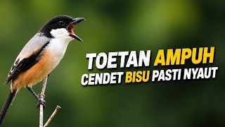 🔴 Live Pancingan Cendet Ampuh Merangsang Cendet Bisu Ikut Bunyi Bongkar Materi