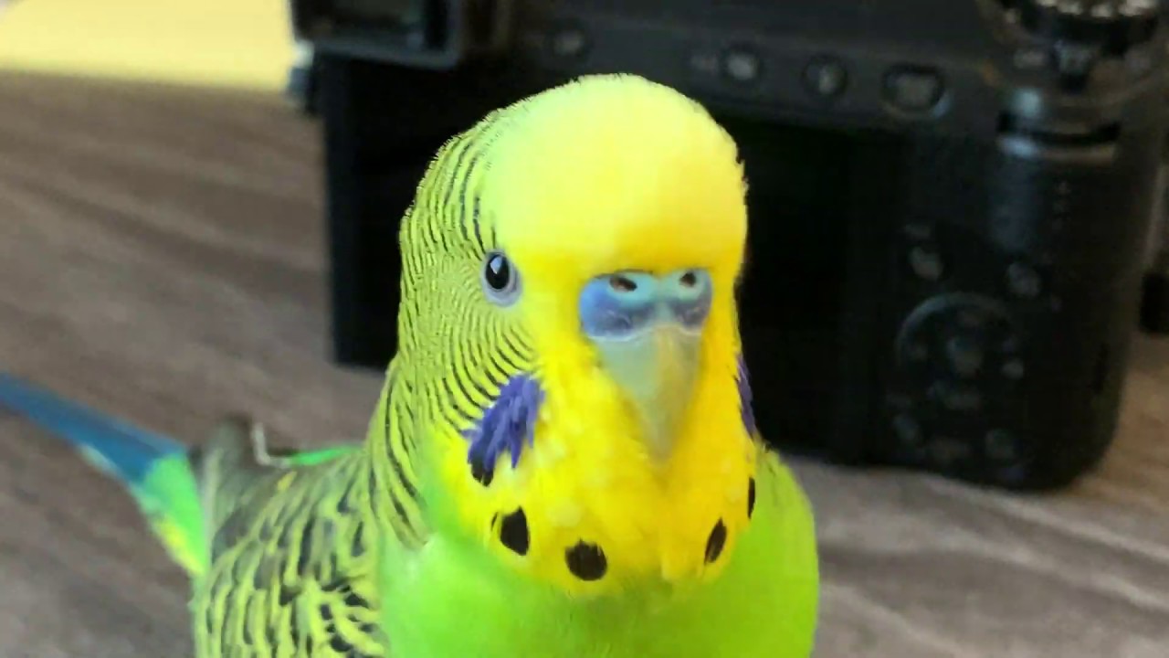 Kiwi the parakeet talks to the camera [English] - YouTube