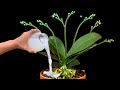 Magical diy fertilizer orchids blooming nonstop for 365 days