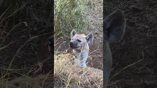 Remarkably Clean Hyena ❤️🐾 #Nature #Wildlife #Animals