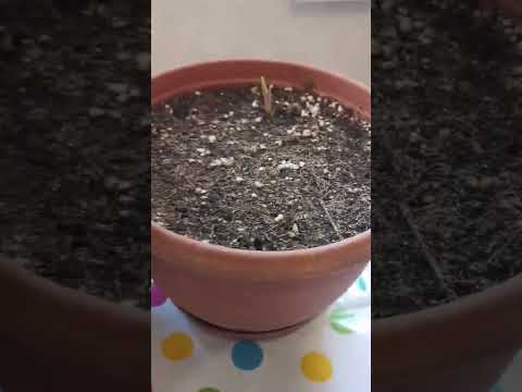 Video: Գլորիոզա շուշանի սերմեր տնկել. խորհուրդներ սերմերից գլորիոզա շուշաններ աճեցնելու համար