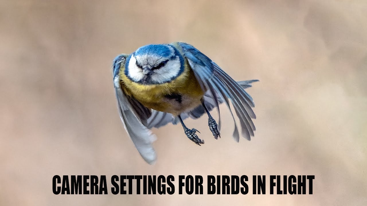 THE BEST CAMERA SETTINGS FOR BIRDS IN FLIGHT Tips Settings For the-best-camera-settings-for-birds-in-flight-tips-settings-for