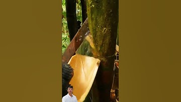 Uống nước từ ống tre - Bamboo water #shorts