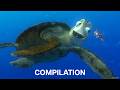 Crush's Parenting Tips | Finding Nemo