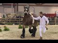 128th National Championship for Belgian Draft Horses