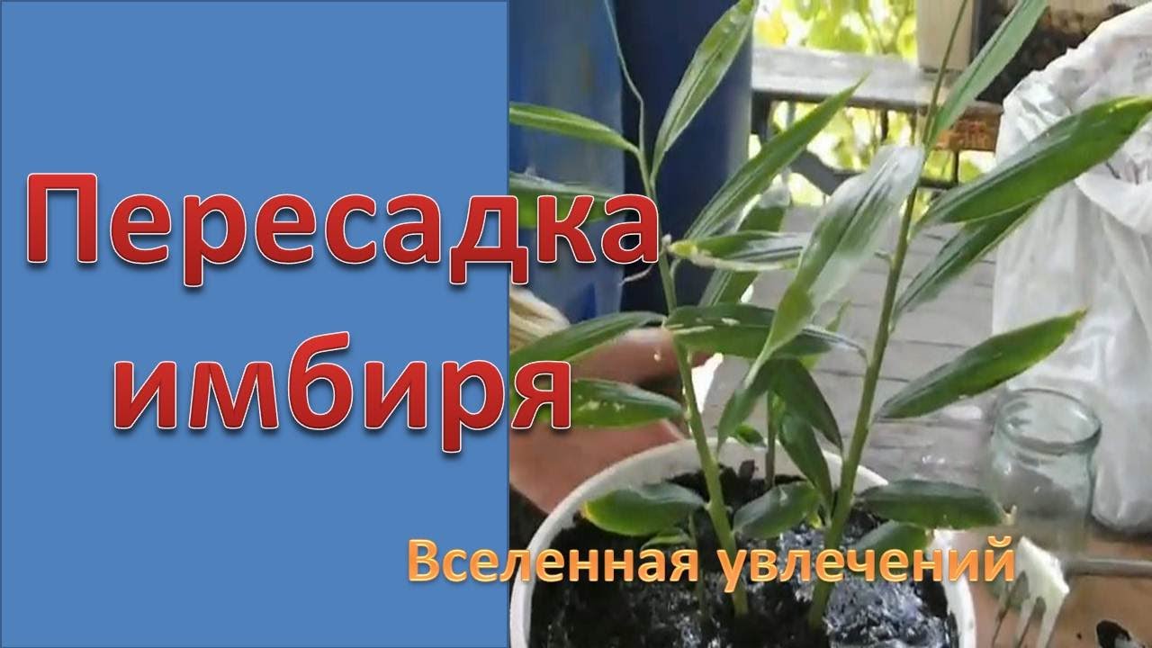 ИМБИРЬ НА ОГОРОДЕ Vselennaya uvlecheniy