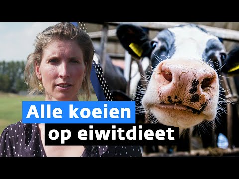 Het koeien-menu gaat op de schop, hoe erg is dat?