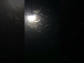 水下型LED集魚燈 白光 60W
