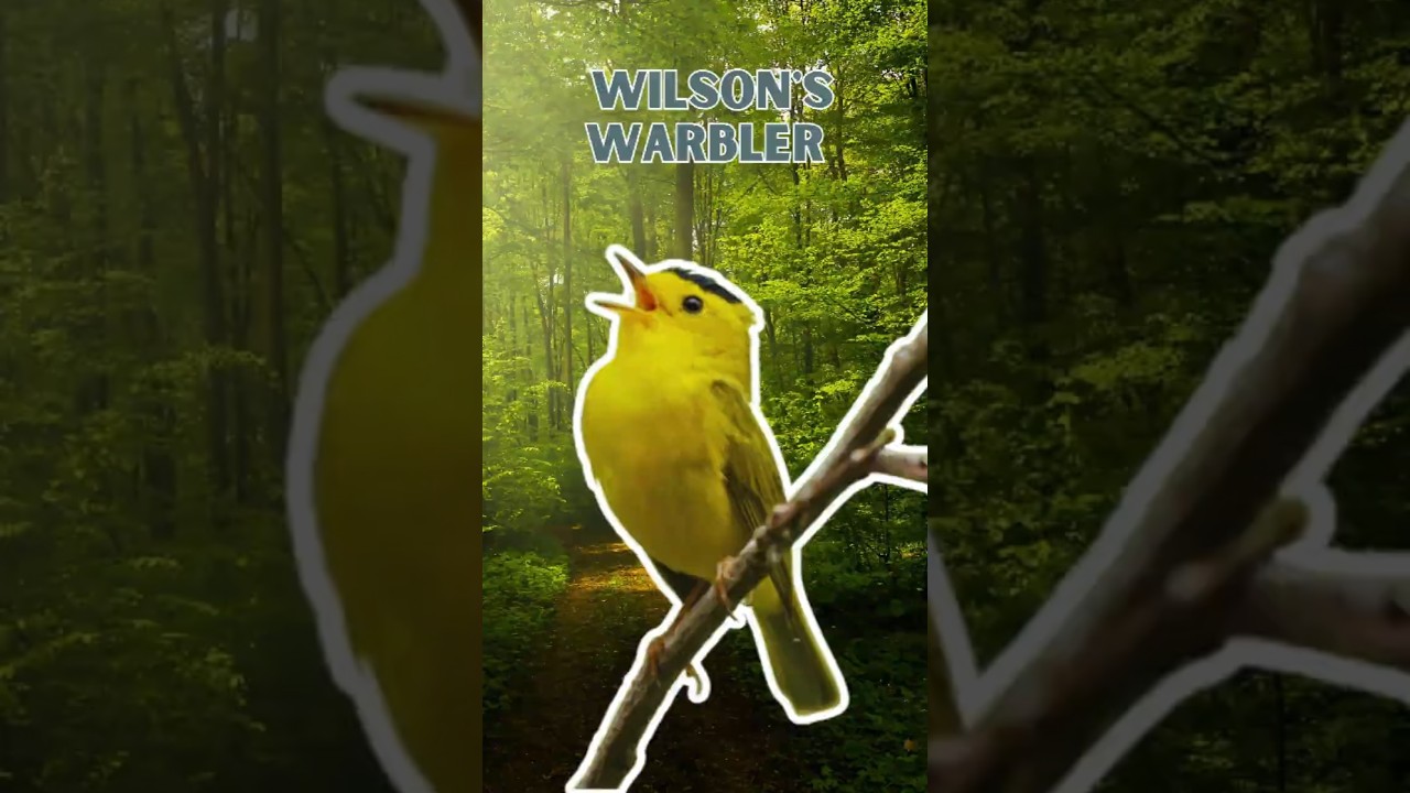 Wilson's Warbler - Pure Nature Sounds!