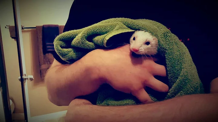 Norton and skittles after thir bath ritual