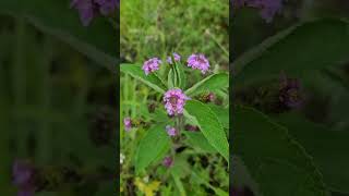 Jamaican Sage: Ancient Rastafarian Secret for Healing