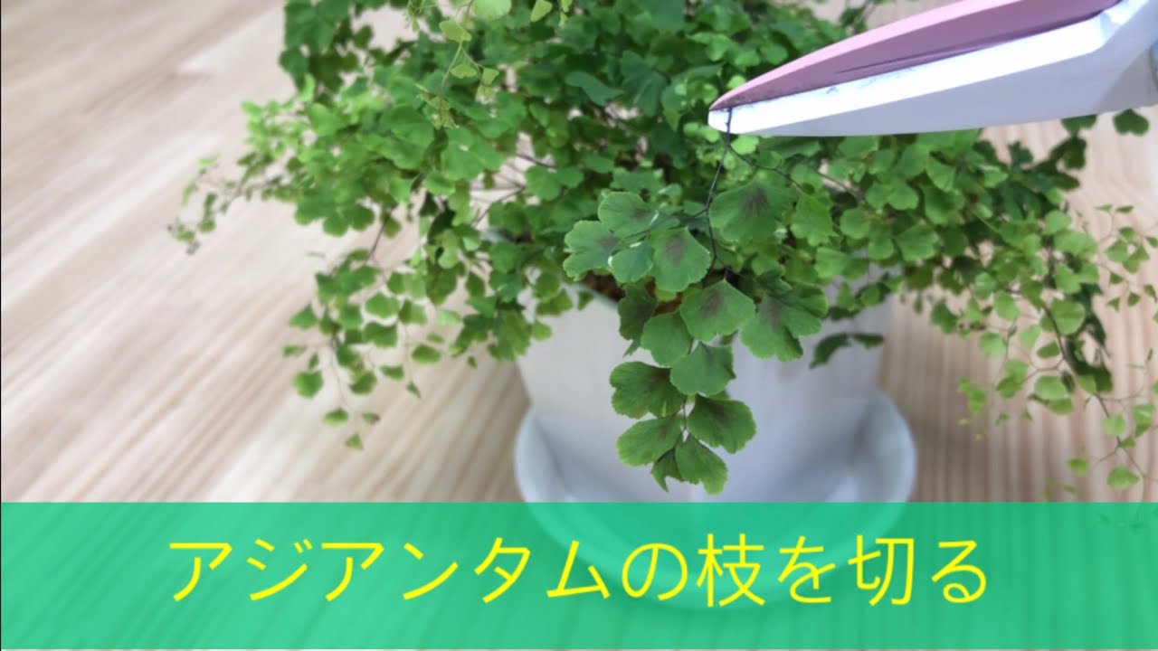 アジアンタムの枝を切る 剪定 切り戻し Adiantum 観葉植物 Youtube