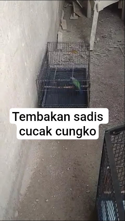 tembakan cungko sadis #masteranjernih #cungkokgacor #kicaumanianusantara #cungko #burungmasteran