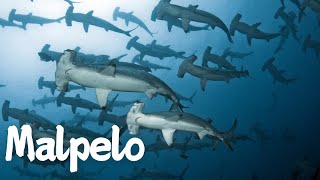 Exploring Malpelo: Colombia's Hidden Marine Gem