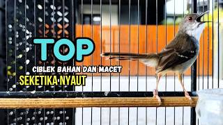 CIBLEK SEMI GACOR AMPUH UNTUK PANCINGAN CIBLEK BAHAN DAN MASTERAN CIBLEK MACET SEKETIKA NYAUT