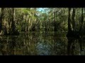 Caddo Lake Postcard From Texas