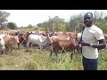 KUME KUCHA UKO MKOANI MARA MWENYE KITI KITONGOJI ASHANGAZWA NA KITENDO HIKI 