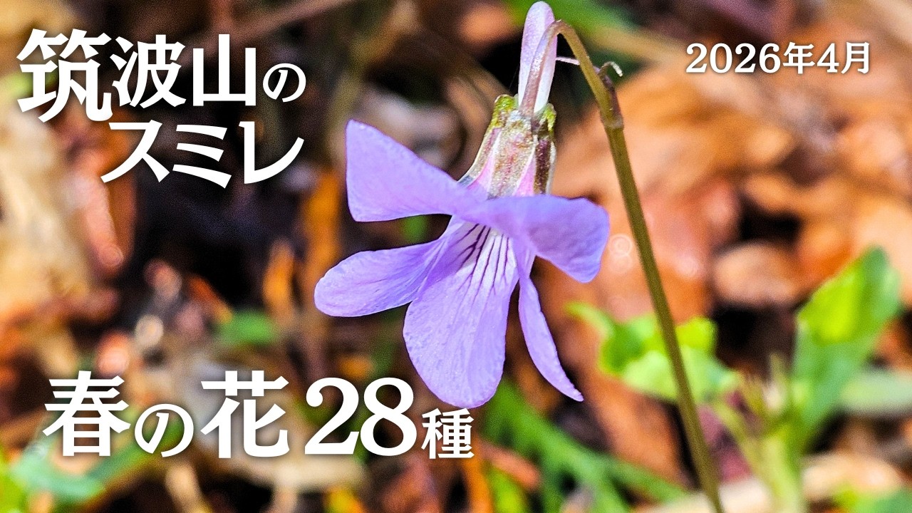 Wildflower Observation Vlog