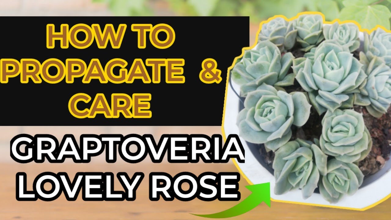 HOW TO PROPAGATE AND CARE FOR GRAPTOVERIA LOVELY ROSE?|vlog#37 #lovelyrose #succulent #propagation