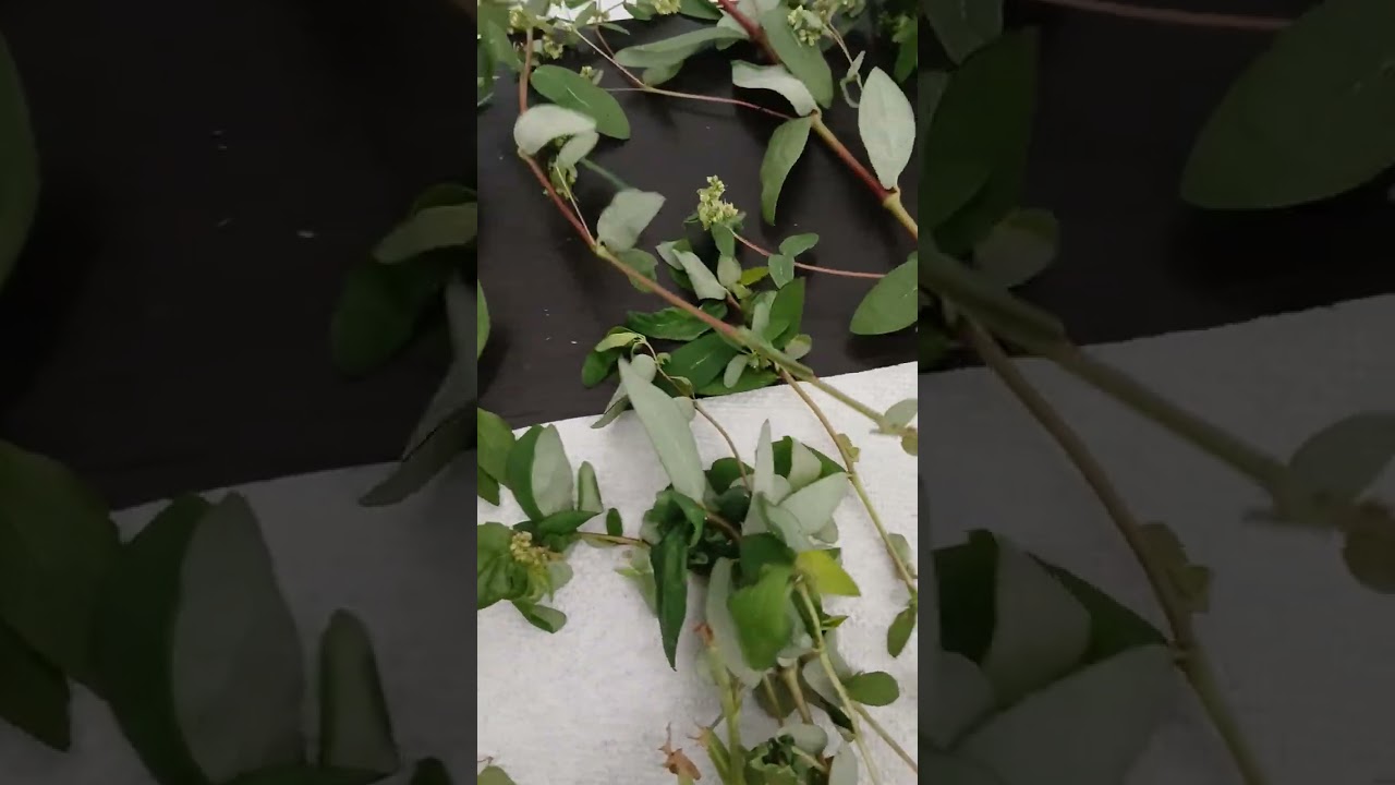 كيف نميز بين النباتات أحاديات الفلقة وثنائيات الفلقة؟؟؟؟ souadtahan@