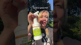 Use this Neem oil spray to get rid of aphids, spider mites and other garden pests in your vegetable