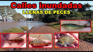 Calles inundadas en el pueblo llenas de peces