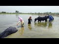 Animals Enjoying Swimming pool//Buffalo Bating  in village Pakistan//village life with Saba