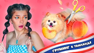 картинка: ПОСТРИГЛИ СОБАКУ в ТАИЛАНДЕ - Зачем Они ее ПОБРИЛИ? | ГРУМИНГ ШПИЦА в АЗИИ - Стрижка под Мишку Бу