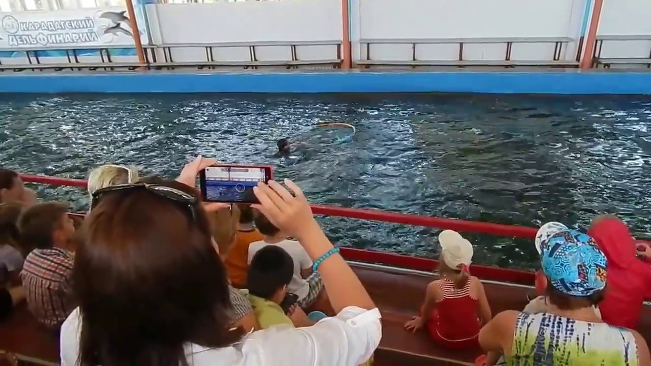 Karadag dolphinarium: description and reviews of tourists Karadag dolphinarium: description and reviews of tourists