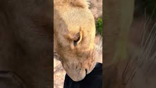 Lion Sniffs