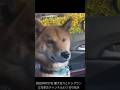 【夜の踊り子用】ドッグラン到着間際の佐介くん【立花孝志切り抜き】#立花孝志