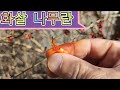 화살나무가  이러한 영향이?
