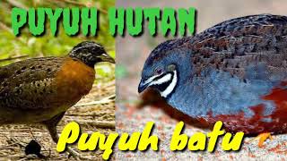 Duet Puyuh hutan & Puyuh batu