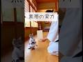 【空手猫】黒帯の実力 #空手 #cat #癒し #猫のいる生活 #子猫
