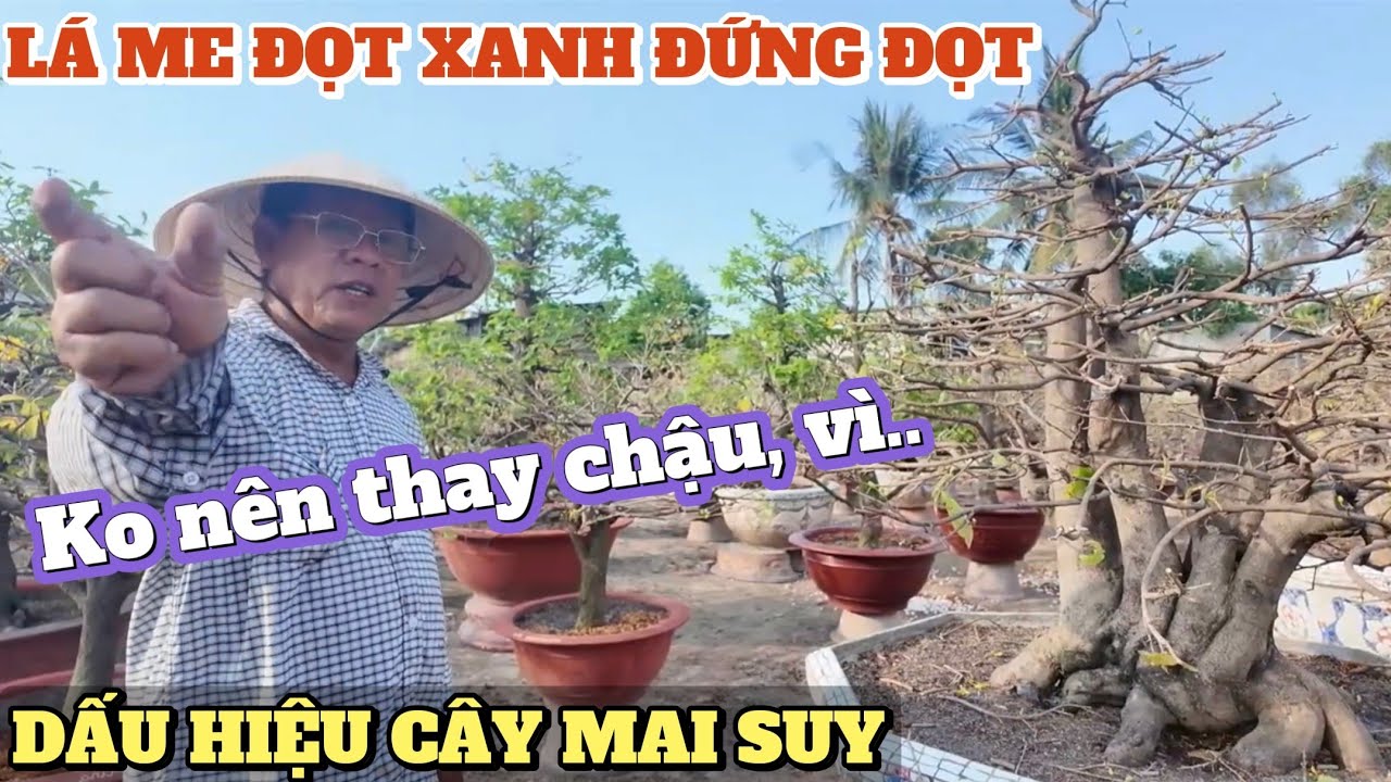 Cây mai sau Tết xả tàng ra tược lá me xanh mỏng có nên thay chậu chất trồng & cách xử lý vườn Út Đực
