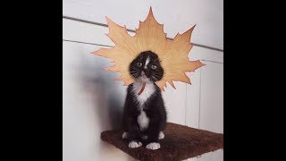 Супер кот/Смешное видео про котов 2017/FUNNY CATS 2017 Супер кот/Смешное видео про котов 2017/FUNNY CATS 2017