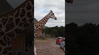 WEST MIDLANDS SAFARI PARK 🦒 Giraffe on the road 🇬🇧