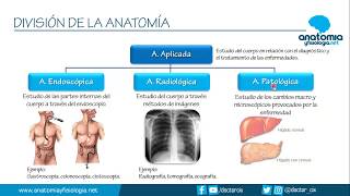 DIVISIÓN DE LA ANATOMÍA || Resúmenes de Anatomía y Fisiología