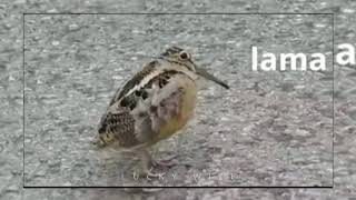 COBA LIAT Burung Yang Suka Joget DANGDUT Ini