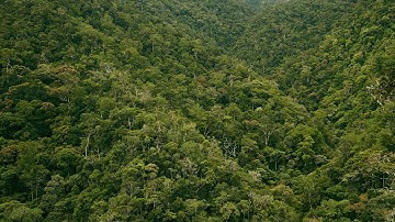 Borneo Rainforest Dawn Soundscape | Relaxing Nature Ambiance | With Birds and Rain