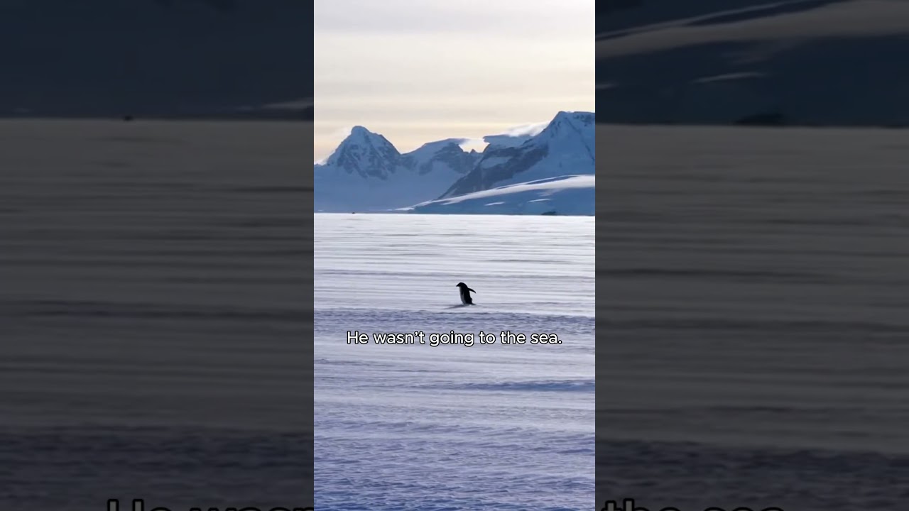 This Penguin Walked Away From the Colony — And Never Came Back