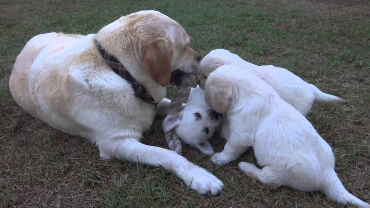 cute golden labrador puppies