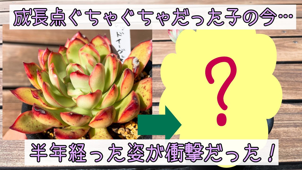 多肉植物 あの多肉植物は今 成長点ぐちゃぐちゃになって半年 とんでもない姿になりました Youtube