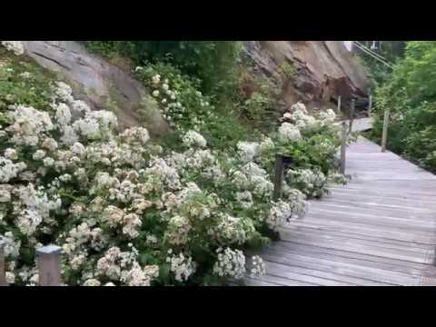 Video: Metoder For å Arrangere En Blomsterhage Med Roser