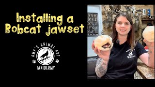 Famous Bobcat taxidermy - Converting a closed mouth head into an open mouth cup Net Worth