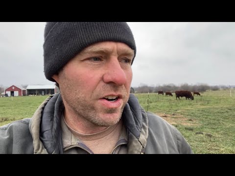 St Croix Sheep