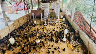 How to Care for Newly Hatched Chicks | Essential Tips for Beginners