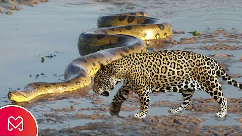 Como se defender de um ataque de onça?