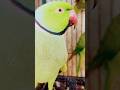 parrot 🦜🦜 #parrot #nonstoptalkingparrot #funnyanimal #talkingparot #funny #viralreels