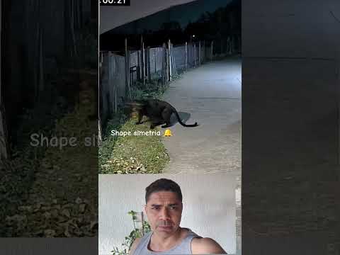 Pantera vei levar